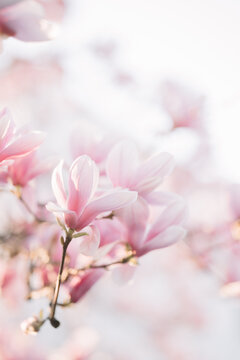 Delicate Magnolias