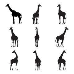 Silhouette giraffe collection - vector illustration