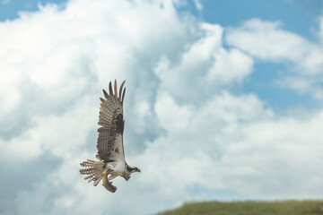 Osprey carrying fish talons