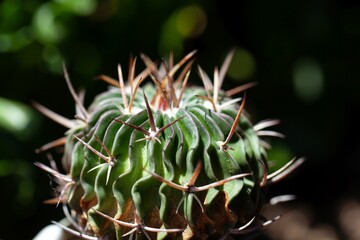 Naklejka na ściany i meble A cactus of the species Stenocactus hastatus