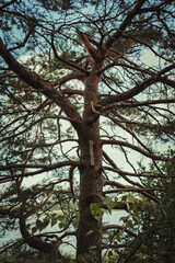 trees in the woods