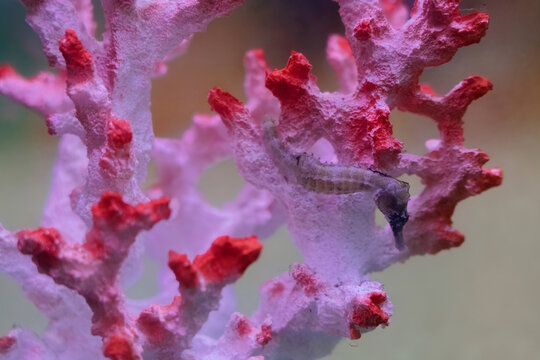 seahorse hiding in coral reef