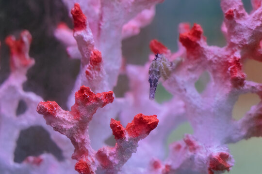 seahorse hiding in coral reef
