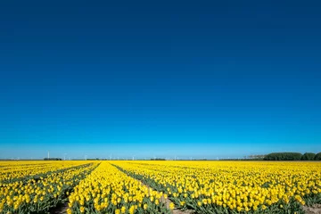 Foto auf Acrylglas Tulip field  in Flevoland province, The Netherlands    Tulpenveld in Flevoland © Holland-PhotostockNL