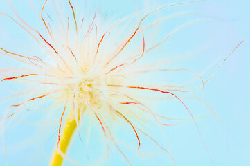 flower seeds close-up
