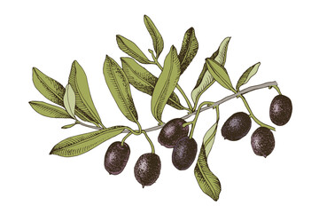 Olive branch with black olives on white background