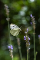 Small white, Pieris rapae, white and yellow butterfly perched on a lavender stalk
