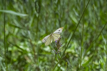 Small white, Pieris rapae, white and yellow butterfly perched on a lavender stalk
