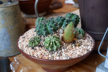 Prickly cactus in many pots.