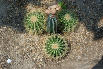 Prickly cactus in many pots.