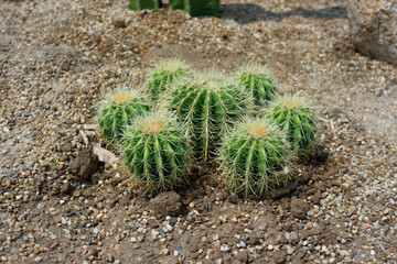 Prickly cactus in many pots.