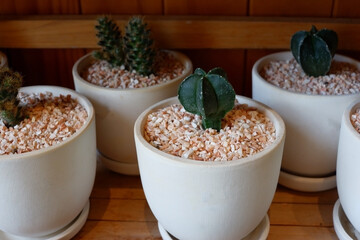 Prickly cactus in many pots.