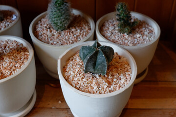 Prickly cactus in many pots.