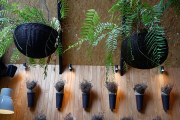 Prickly cactus in many pots.