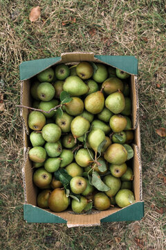 Box of Garden Conference pears on the Grass  top view