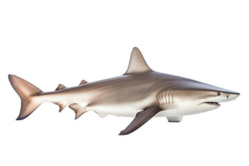 Naklejka premium Sandbar shark Carcharhinus plumbeus, Transparent background. generative AI