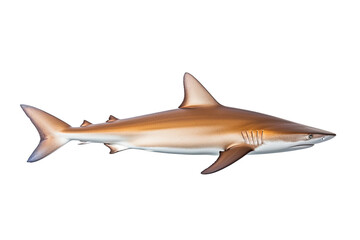 Silky shark Carcharhinus falciformis , Transparent background. generative AI