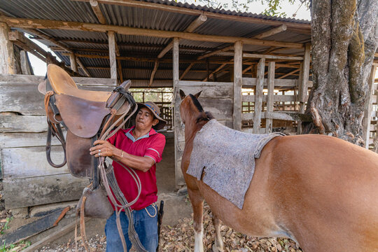 Rider saddling up his horse
