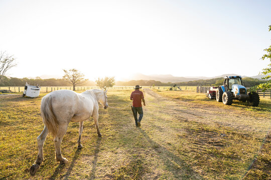 Man with horses in the field
