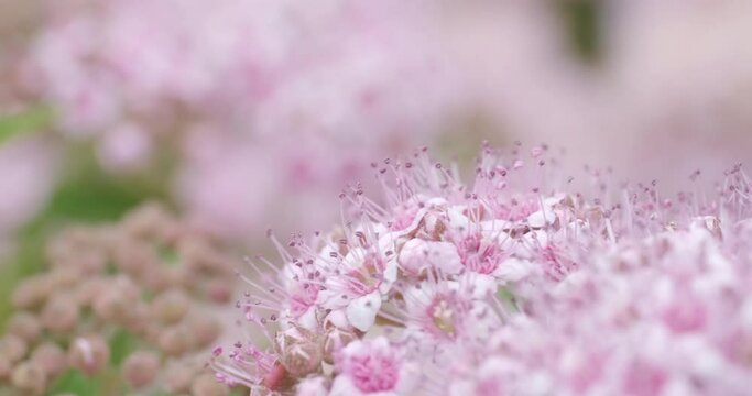 Busy bumblebee on a pink flower