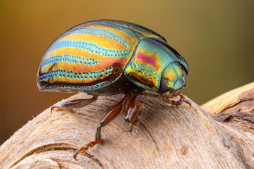close up of a colorful rosemarry beetle on a branch.