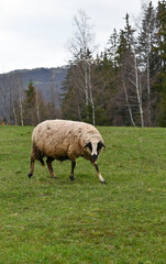 Obraz premium A beige sheep calmly grazes in a meadow in the background trees and mountains.