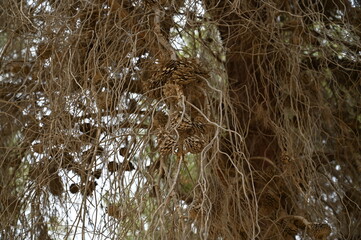 Big cones on pine trees in the forest. Close-up. Yeruham Park in southern Israel