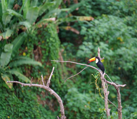 Colorful Toucan Perching on Dry Tree Branch in Tropical Rainforest