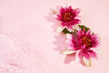 A beautiful pink waterlily or lotus flower in pink water. - obrazy, fototapety, plakaty