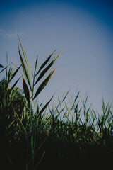 grass and sky
