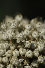 Botones y flores blancas de allium closeup frontal