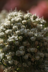 close up de racimo de botones y flores blancas de allium