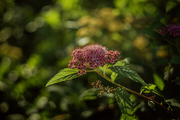 Pink flower