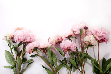 Beautiful pink peony flowers on white background