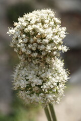 Racimo de flores blancas de cebolla
