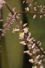 multiples ramas con flores lilla, estambres y pistilos amarillos de cordyline stricta