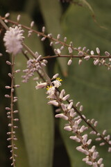 multiples ramas de botones florales y flores lila con estambres y pistilos amarillos de cordyline stricta  con fondo verde