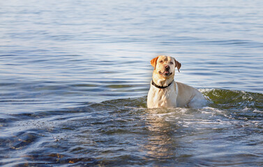 Labrador dog swims in the sea and looks at the shore with interest