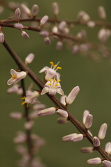 rama de multiples botones y flores lila con estambres y pistilos amarillos de cordyline stricta 