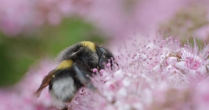 Busy bumblebee on a pink flower, handheld extreme close up shot, shallow depth of field, summer day afternoon natural lighting