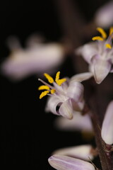 cordyline stricta flores lila con fondo negro