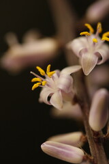 flores lila de cordyline stricta con fondo negro