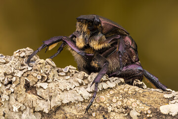 close up of a purple rose chafer on a branch