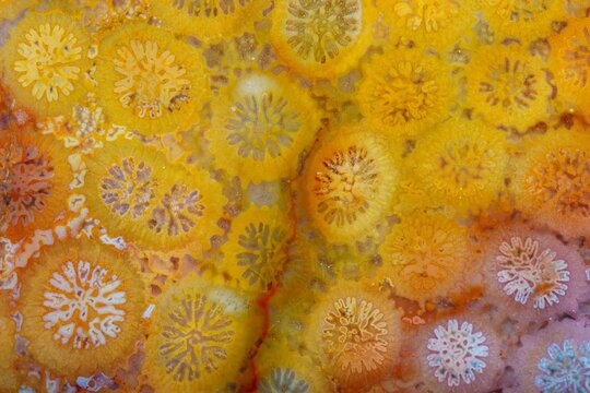 coral skeleton fossil crystal jade agate texture detail