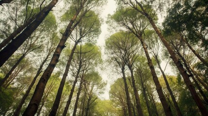 Fototapeta na wymiar Spring Sun Shining Through Canopy Of Tall Oak Trees. Upper Branch landscape forest