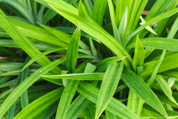 Obraz premium Close-up photo of pandan leaves