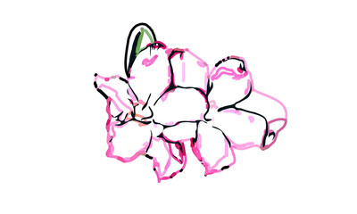 Color sketch of an orchid flower with transparent background