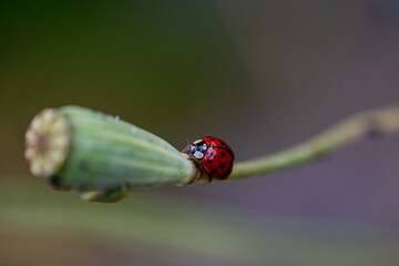 close-up of a ladybug on a poppy seed pod.