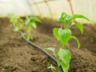 Pepper farm seedling greenhouse foil young planting bio green growing capsicum annuum jalapeno grow...