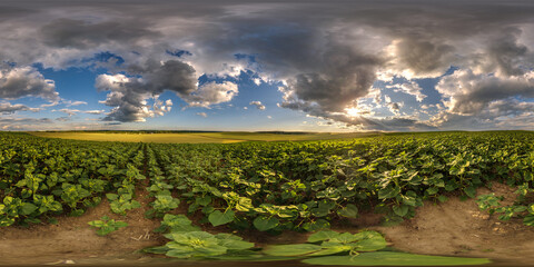 spherical 360 hdri panorama among farming field of young green sunflower with clouds and rainbow on...